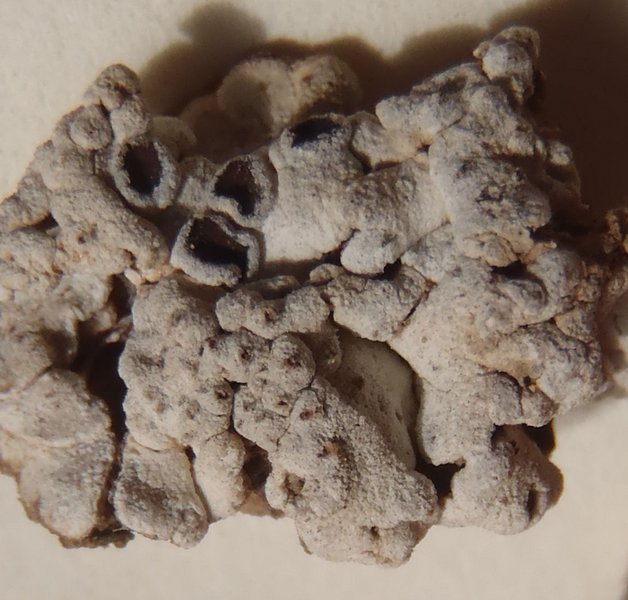 Acarospora nodulosa