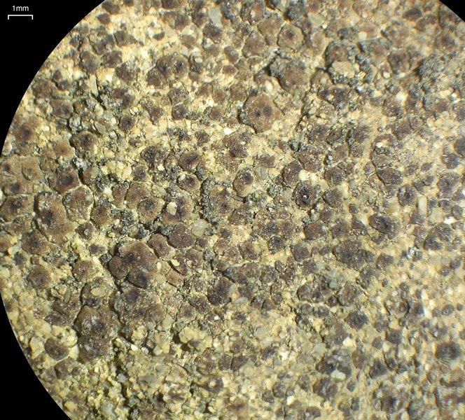 Acarospora obnubila