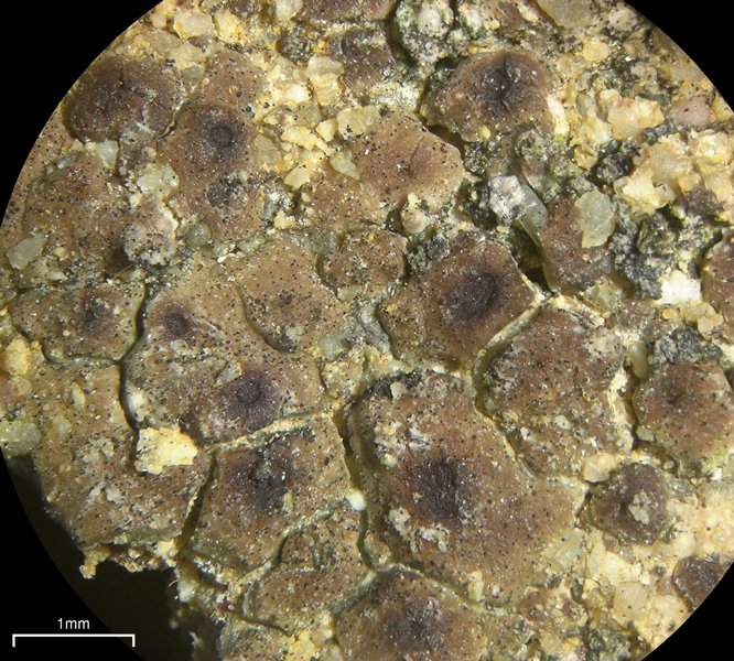 Acarospora obnubila