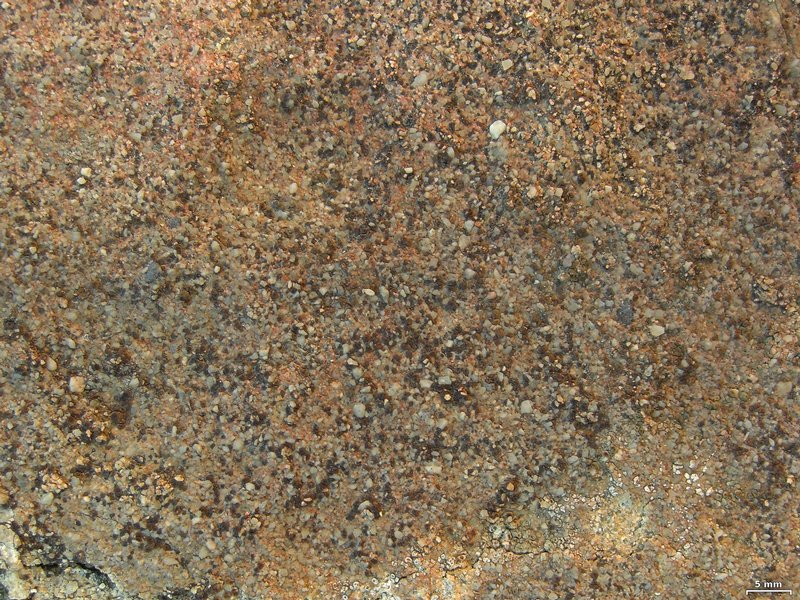Acarospora obnubila