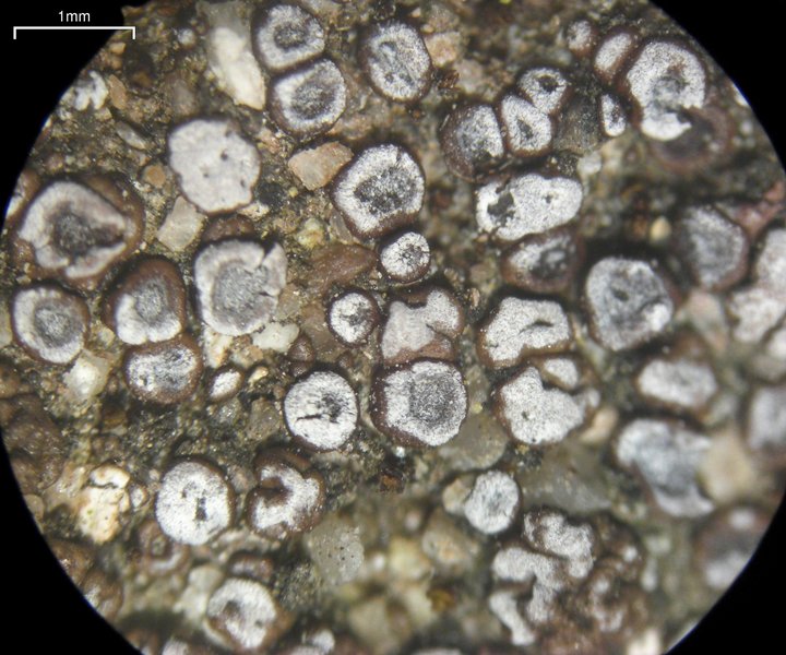 Acarospora obpallens