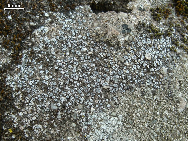 Acarospora obpallens