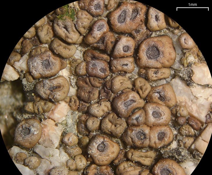 Acarospora obpallens