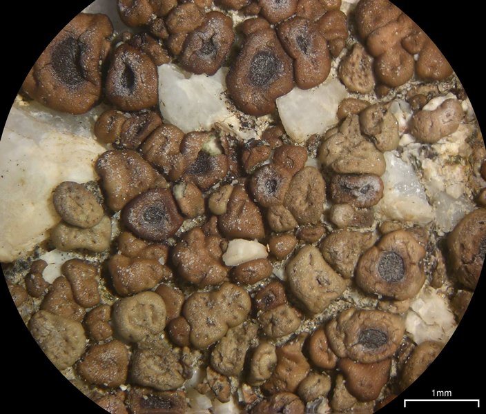 Acarospora obpallens