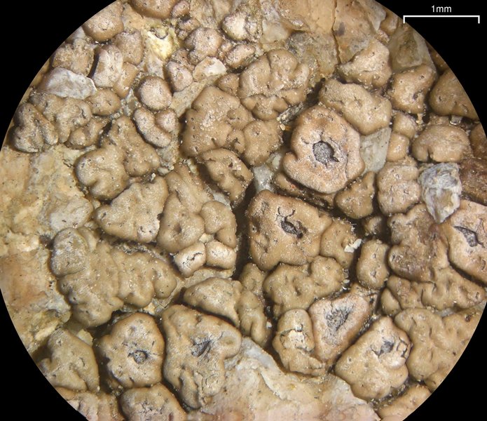 Acarospora obpallens