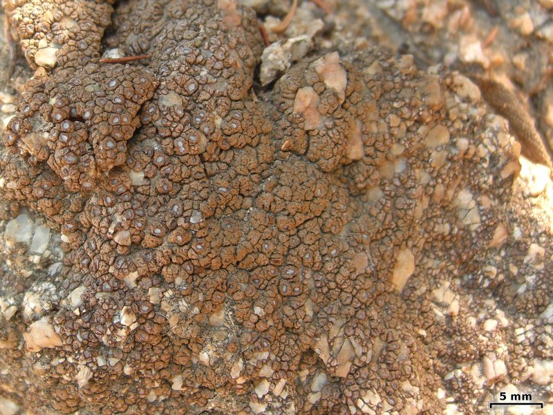 Acarospora obpallens
