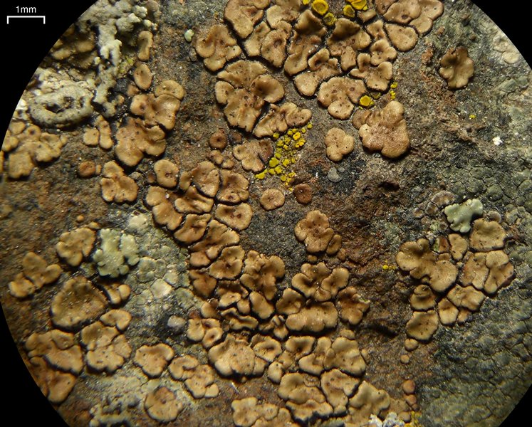 Acarospora peliscypha