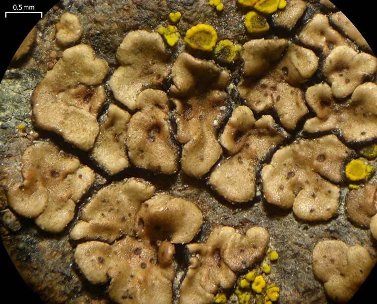 Acarospora peliscypha