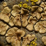 Acarospora peliscypha