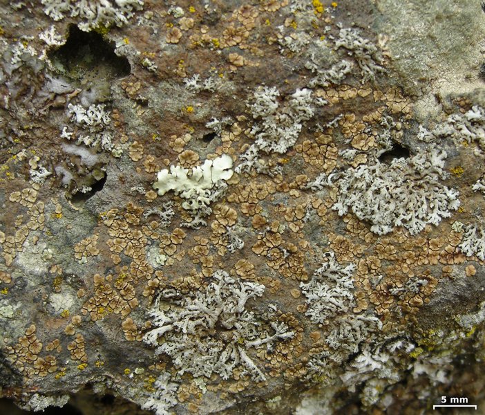 Acarospora peliscypha