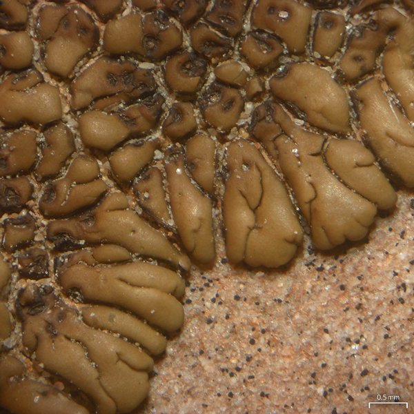 Acarospora rosulata