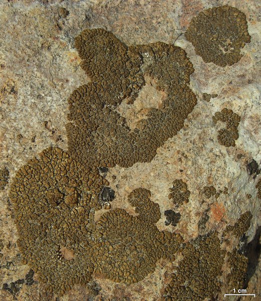 Acarospora rosulata