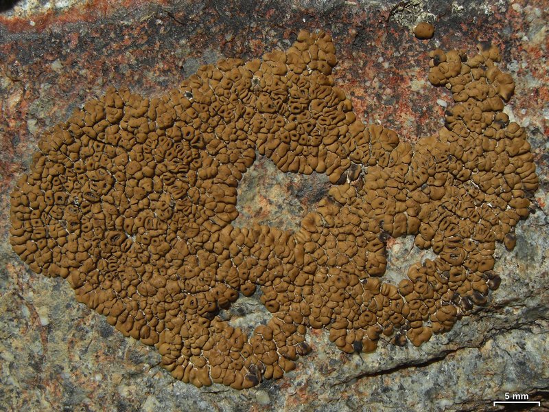 Acarospora rosulata