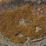 Acarospora rosulata