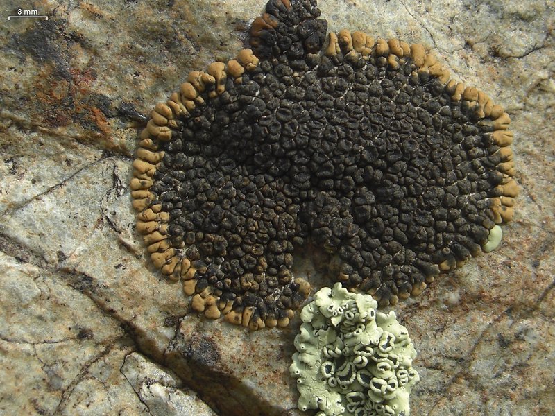 Acarospora rosulata