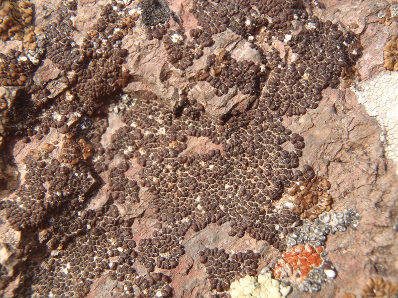 Acarospora rosulata