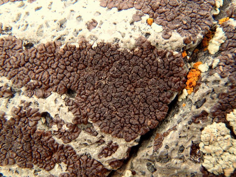 Acarospora rosulata