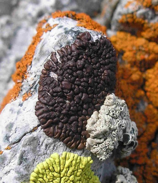 Acarospora rosulata