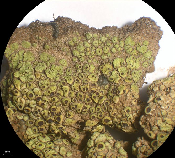 Acarospora schleicheri