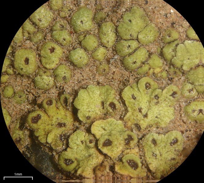 Acarospora schleicheri