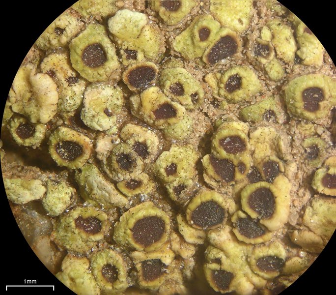 Acarospora schleicheri