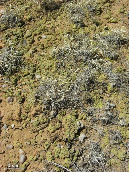 Acarospora schleicheri