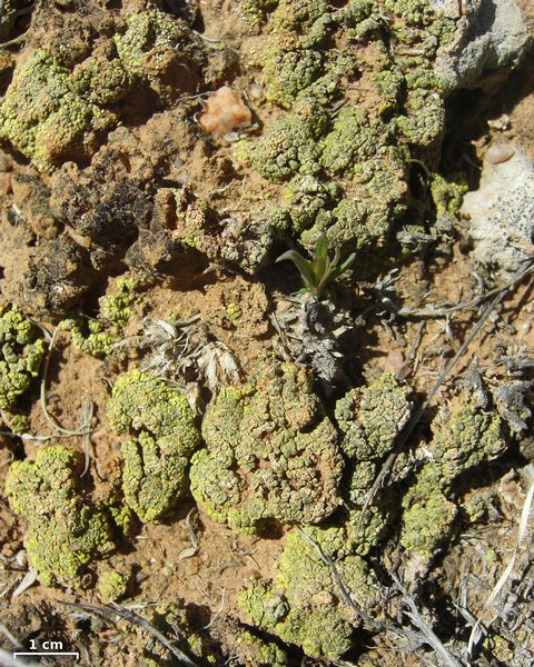 Acarospora schleicheri