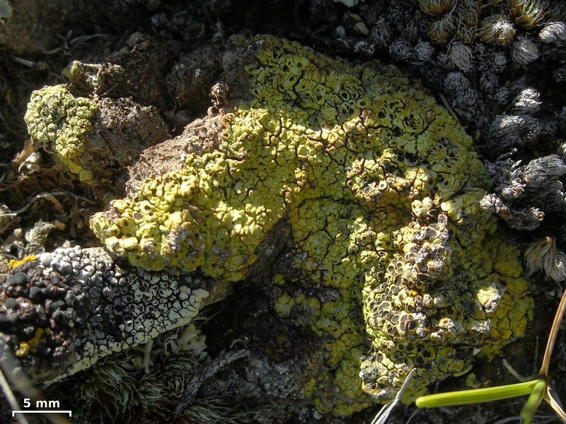 Acarospora schleicheri
