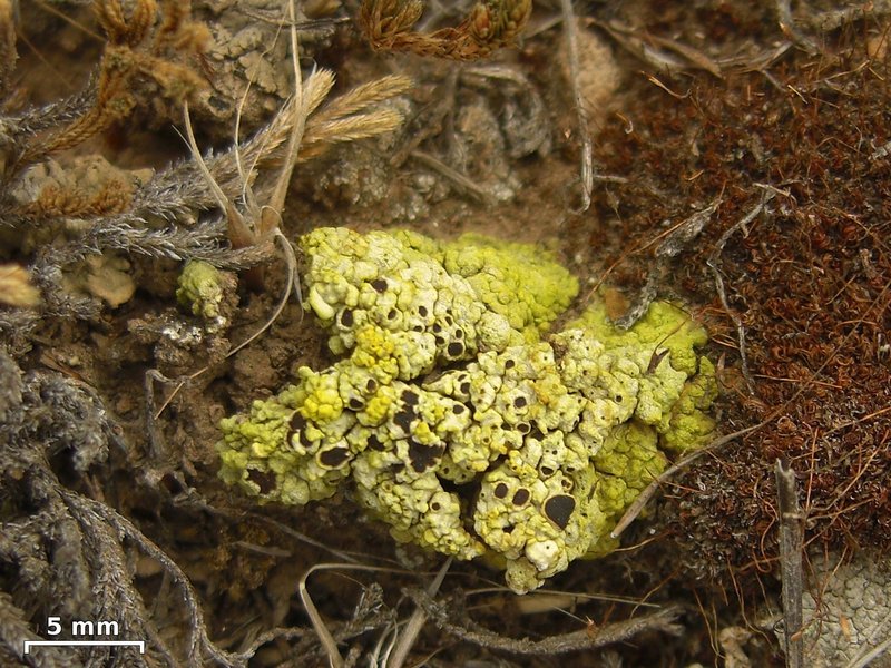 Acarospora schleicheri