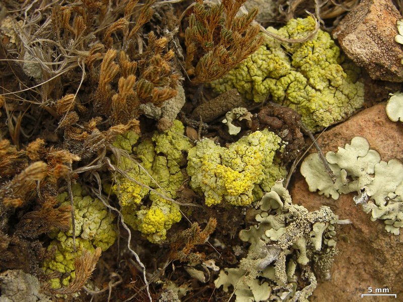 Acarospora schleicheri