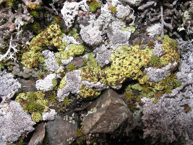 Acarospora schleicheri