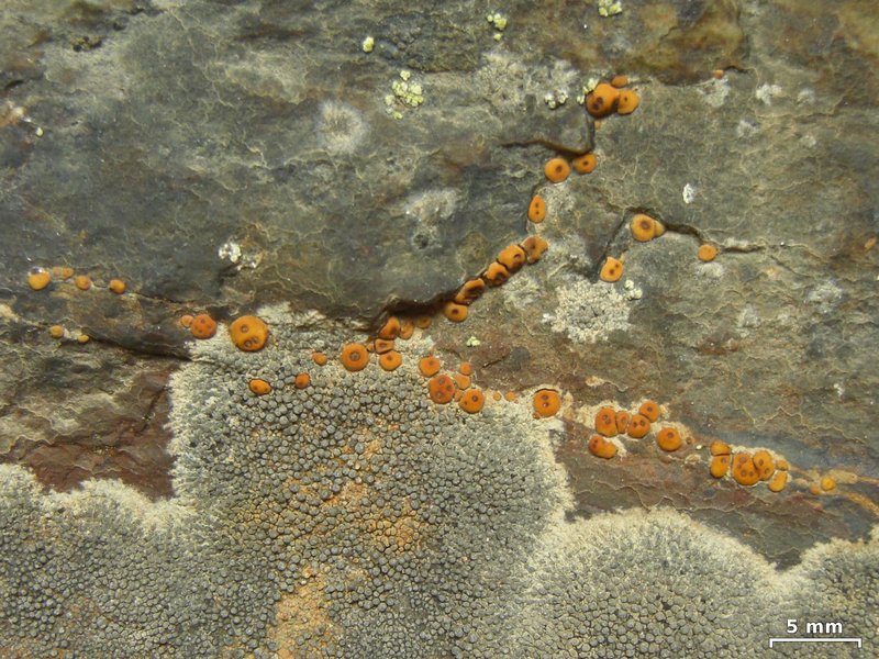Acarospora sinopica