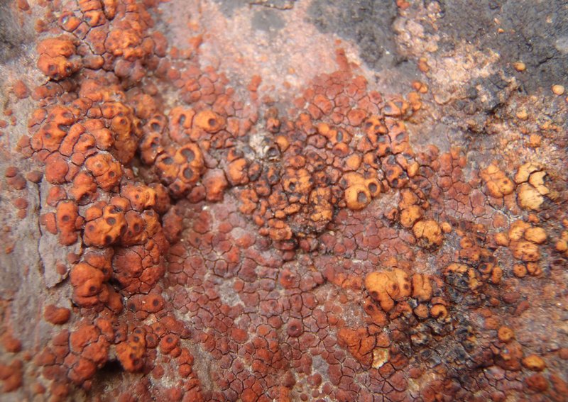 Acarospora sinopica