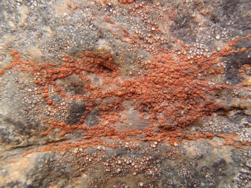 Acarospora sinopica