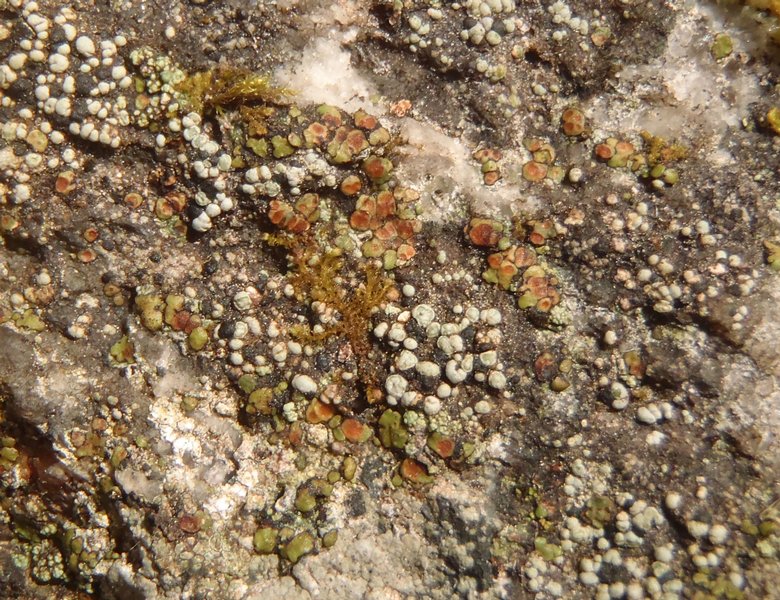 Acarospora smaragdula