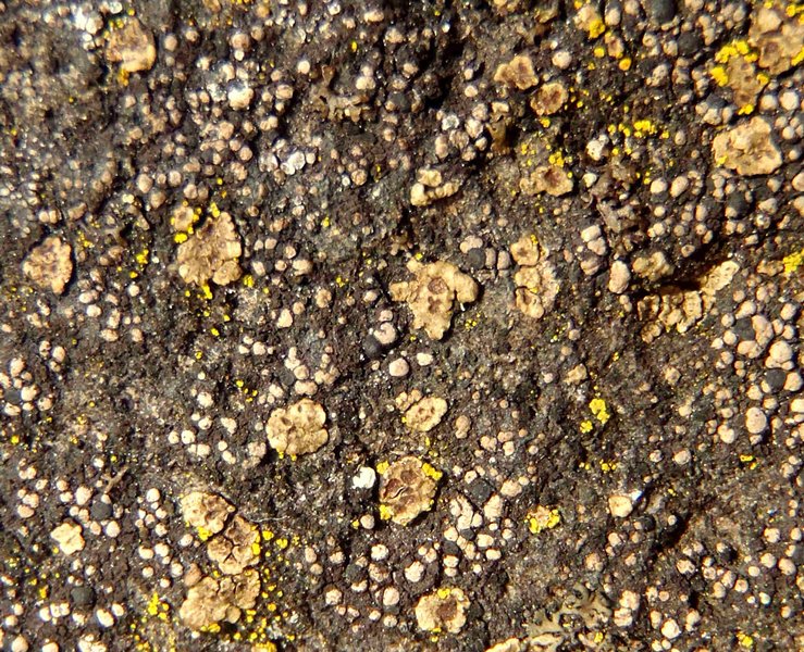 Acarospora smaragdula