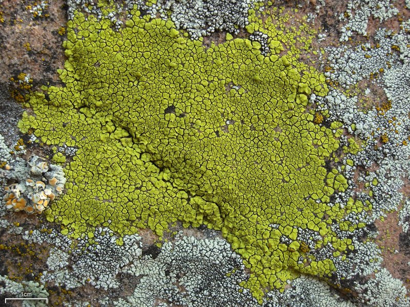 Acarospora socialis