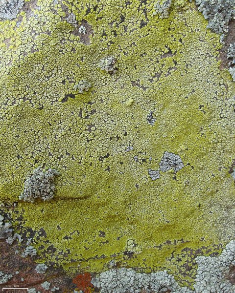 Acarospora socialis