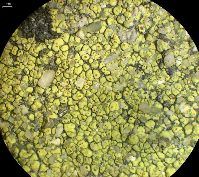 Acarospora socialis