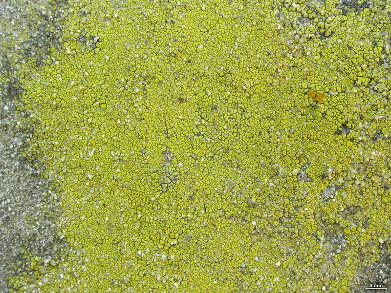 Acarospora socialis