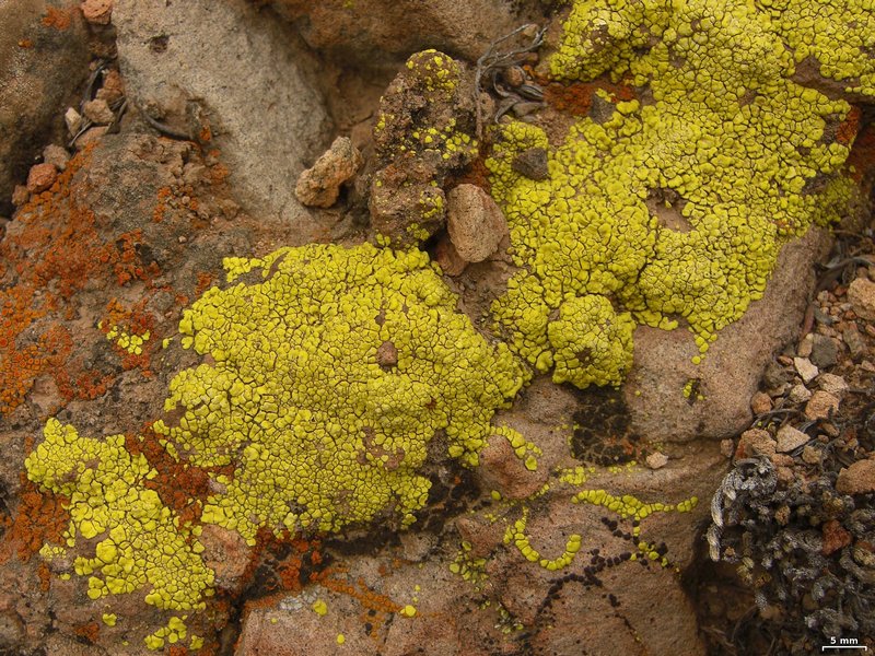 Acarospora socialis