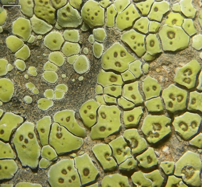 Acarospora socialis
