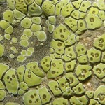 Acarospora socialis