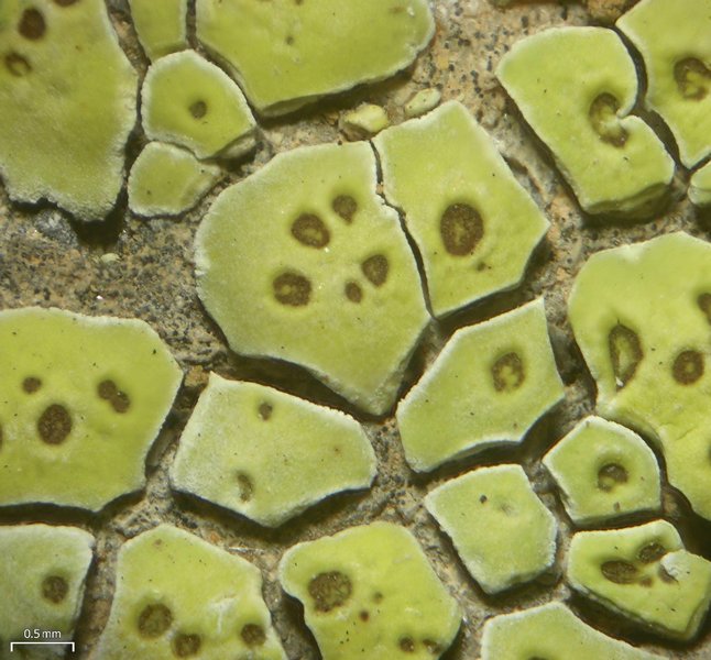 Acarospora socialis