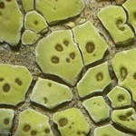 Acarospora socialis