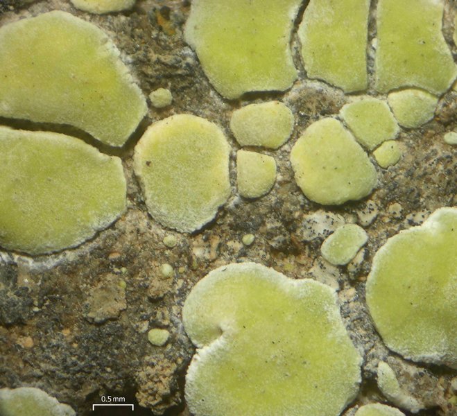 Acarospora socialis