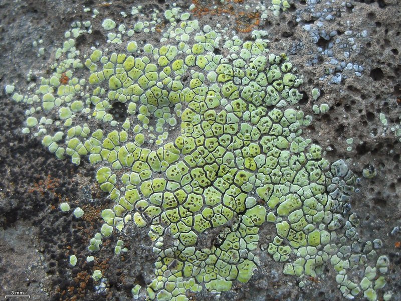Acarospora socialis