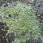 Acarospora socialis