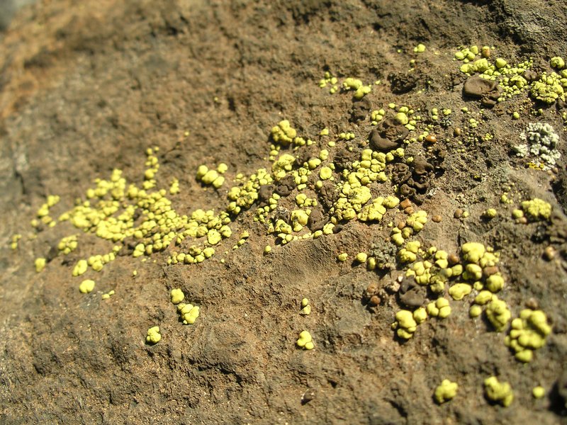 Acarospora socialis