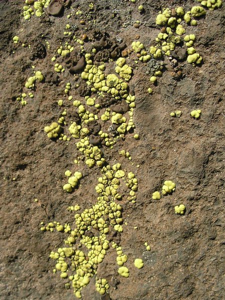 Acarospora socialis